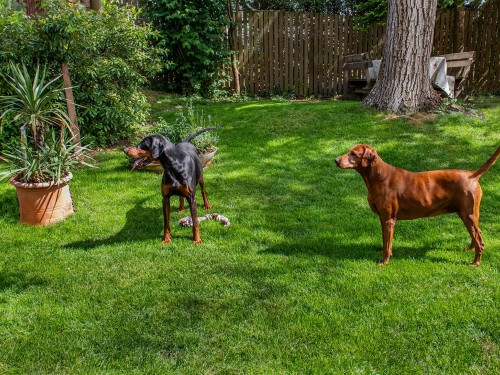 Vorschaubild 4 vom Album Unser Tierhotel