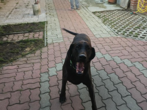 Vorschaubild 31 vom Album Die Hunde