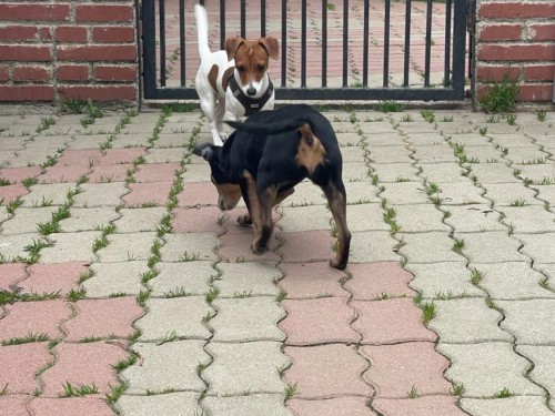 Vorschaubild 32 vom Album Die Hunde