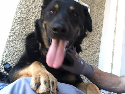 Vorschaubild 33 vom Album Die Hunde