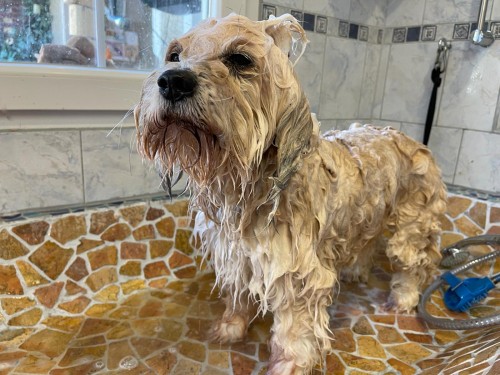 Vorschaubild 34 vom Album Die Hunde