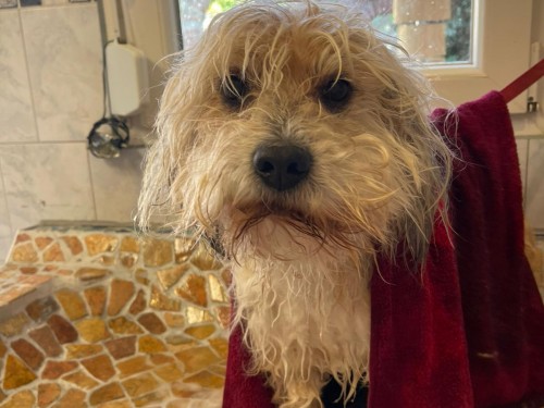 Vorschaubild 35 vom Album Die Hunde