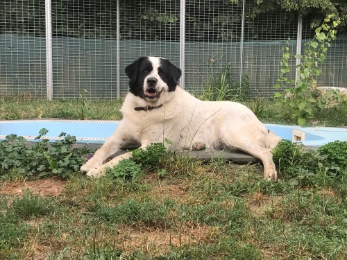 Vorschaubild 36 vom Album Die Hunde