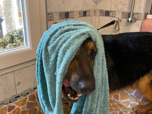 Vorschaubild 37 vom Album Die Hunde