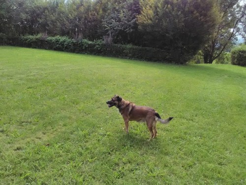 Vorschaubild 38 vom Album Die Hunde