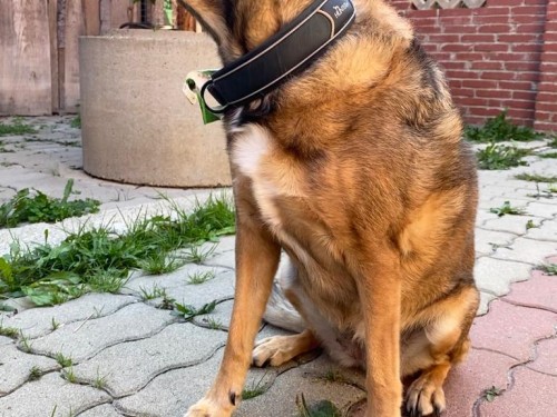 Vorschaubild 39 vom Album Die Hunde