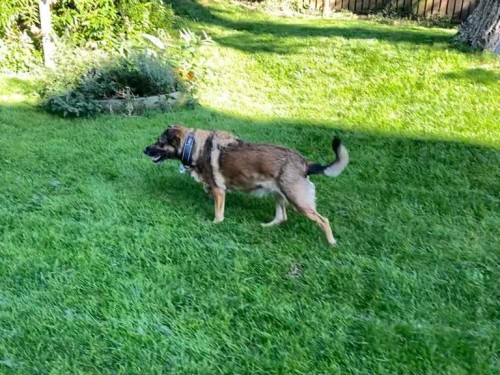 Vorschaubild 40 vom Album Die Hunde