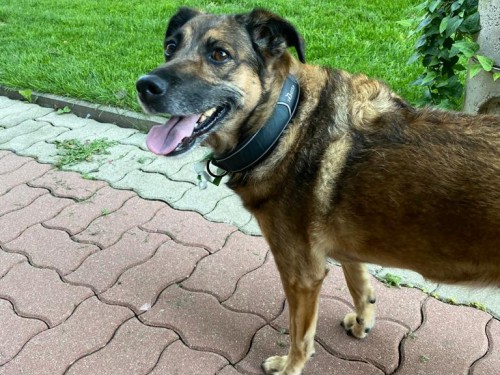 Vorschaubild 41 vom Album Die Hunde