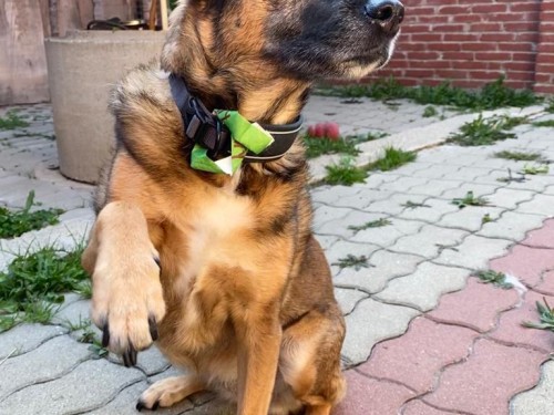 Vorschaubild 42 vom Album Die Hunde