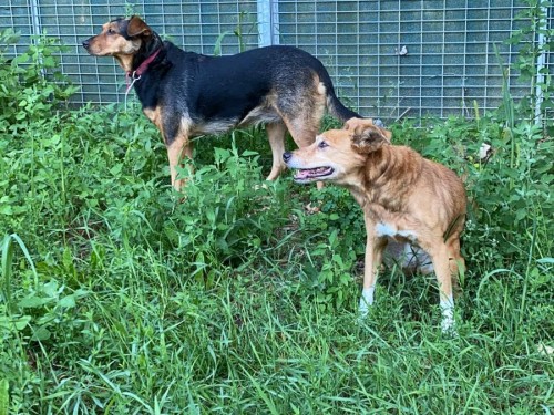 Vorschaubild 43 vom Album Die Hunde