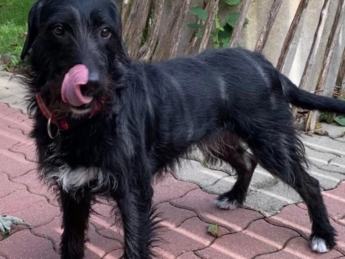 Vorschaubild 44 vom Album Die Hunde