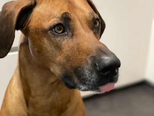 Vorschaubild 45 vom Album Die Hunde