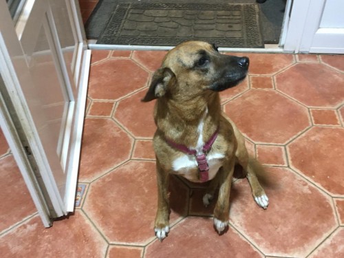 Vorschaubild 46 vom Album Die Hunde