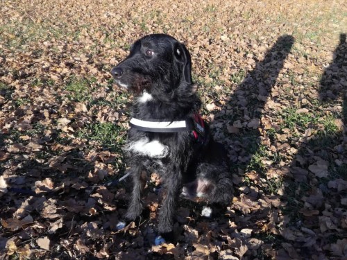 Vorschaubild 47 vom Album Die Hunde