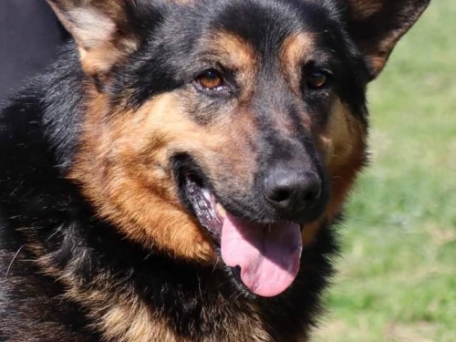 Vorschaubild 48 vom Album Die Hunde