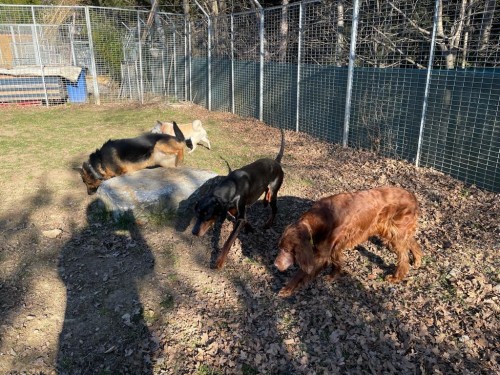 Vorschaubild 49 vom Album Die Hunde