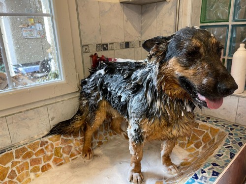 Vorschaubild 50 vom Album Die Hunde