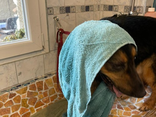 Vorschaubild 51 vom Album Die Hunde