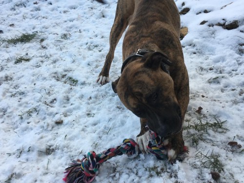 Vorschaubild 52 vom Album Die Hunde