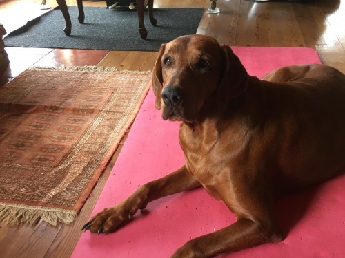 Vorschaubild 53 vom Album Die Hunde