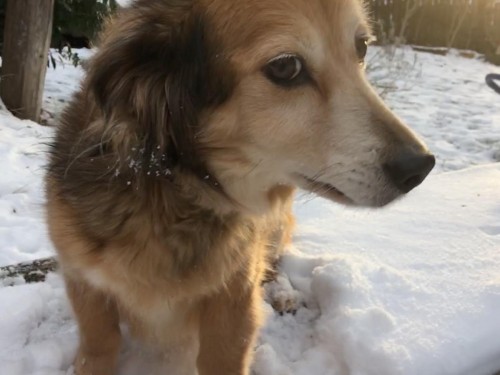 Vorschaubild 54 vom Album Die Hunde