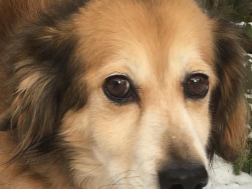 Vorschaubild 55 vom Album Die Hunde