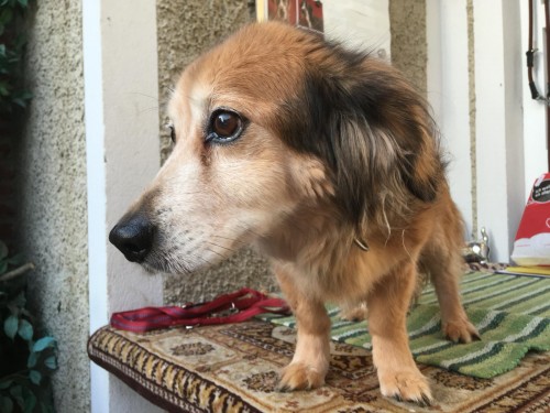 Vorschaubild 56 vom Album Die Hunde