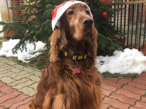 Vorschaubild 57 vom Album Die Hunde