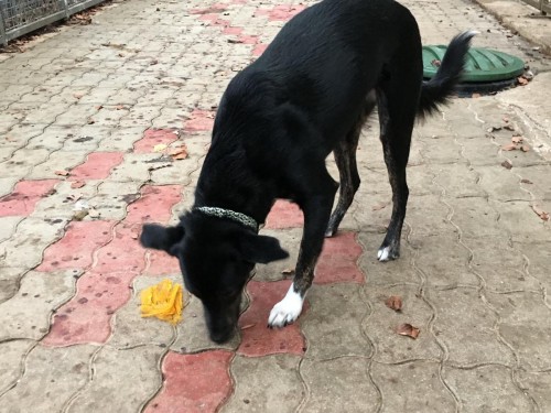 Vorschaubild 58 vom Album Die Hunde