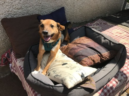 Vorschaubild 60 vom Album Die Hunde