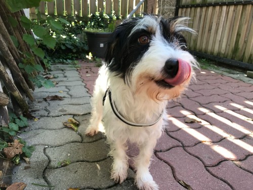 Vorschaubild 61 vom Album Die Hunde