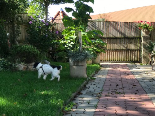 Vorschaubild 62 vom Album Die Hunde