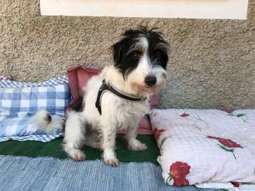 Vorschaubild 63 vom Album Die Hunde