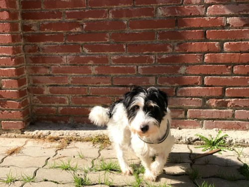 Vorschaubild 64 vom Album Die Hunde