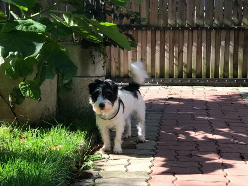 Vorschaubild 65 vom Album Die Hunde