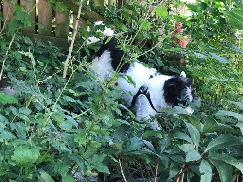 Vorschaubild 66 vom Album Die Hunde