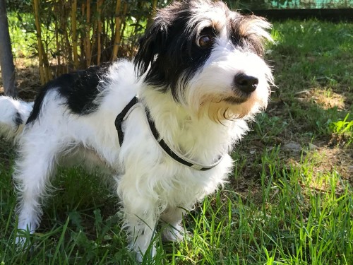 Vorschaubild 67 vom Album Die Hunde