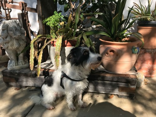 Vorschaubild 68 vom Album Die Hunde