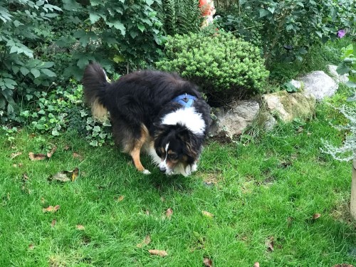 Vorschaubild 69 vom Album Die Hunde