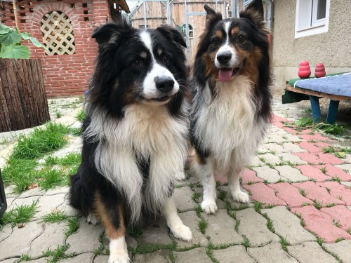 Vorschaubild 70 vom Album Die Hunde