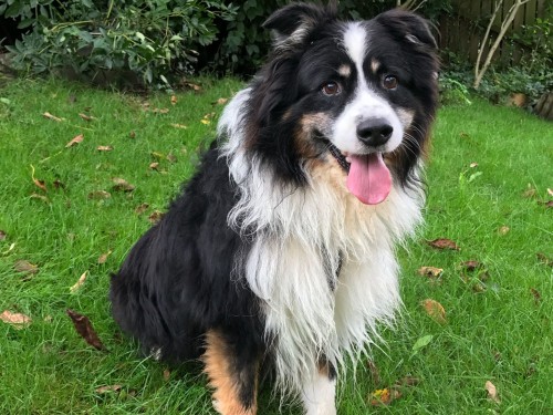 Vorschaubild 71 vom Album Die Hunde