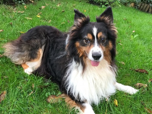 Vorschaubild 72 vom Album Die Hunde