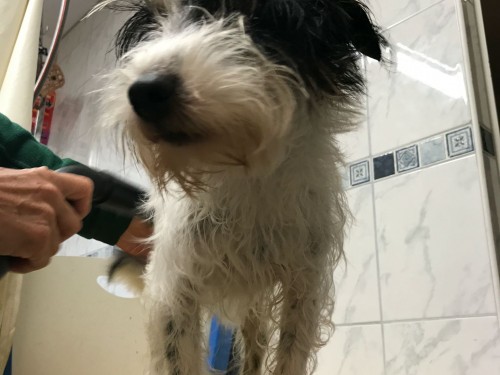 Vorschaubild 73 vom Album Die Hunde