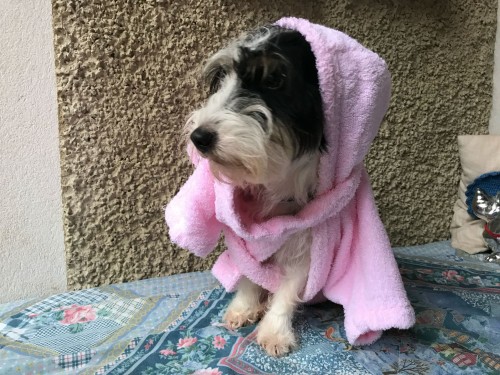 Vorschaubild 74 vom Album Die Hunde