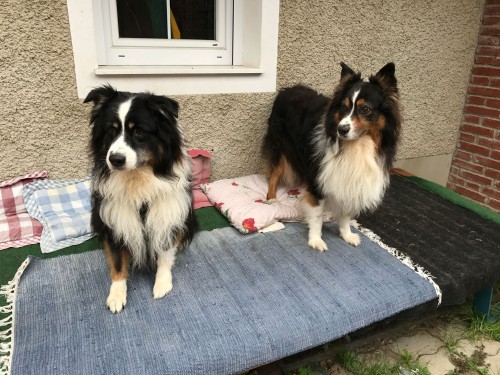 Vorschaubild 75 vom Album Die Hunde