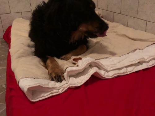 Vorschaubild 76 vom Album Die Hunde