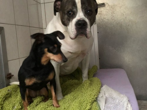 Vorschaubild 77 vom Album Die Hunde