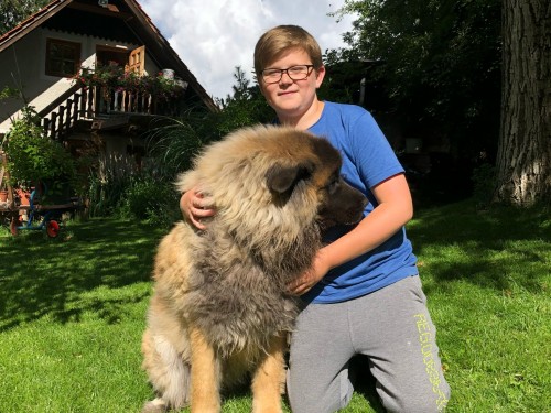 Vorschaubild 78 vom Album Die Hunde