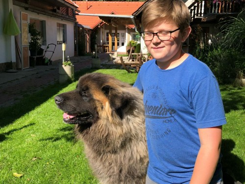 Vorschaubild 79 vom Album Die Hunde