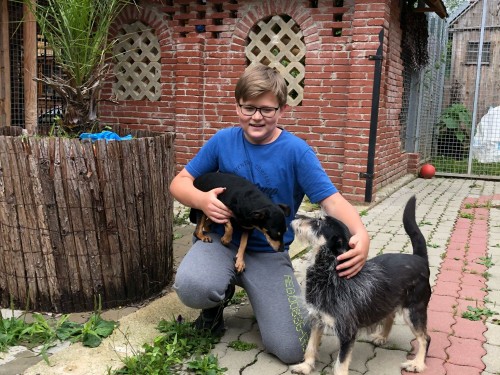 Vorschaubild 80 vom Album Die Hunde